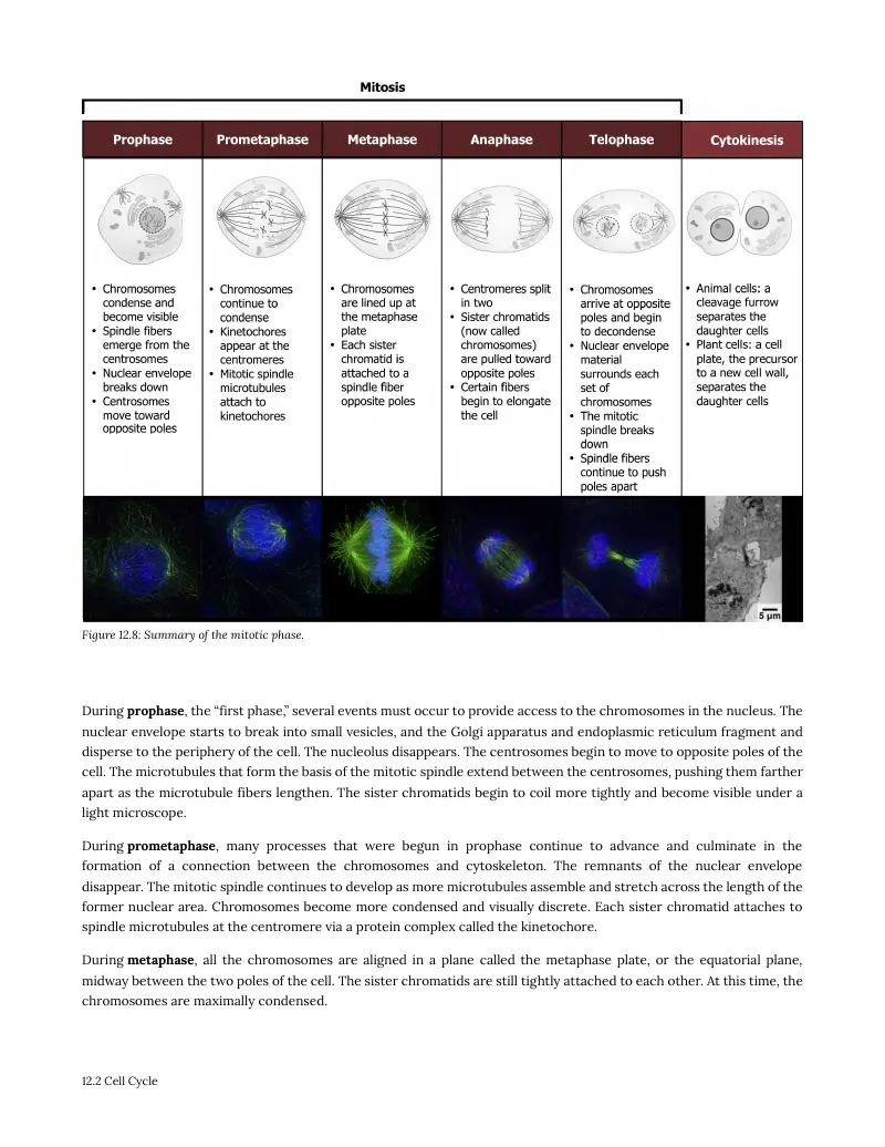 A textbook page showing the stages of mitosis